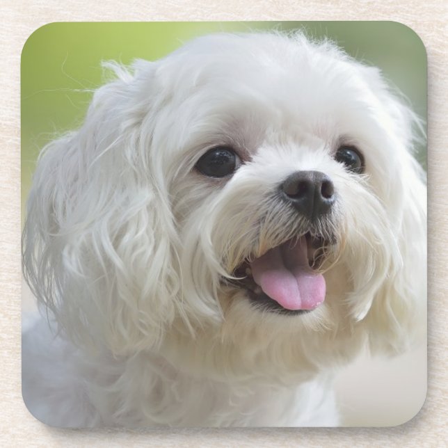 Porta-copo Cão maltês branco (Frente)