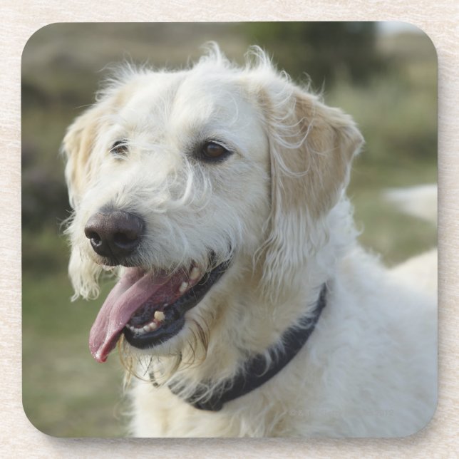 Porta-copo Cão na terra da charneca (Frente)