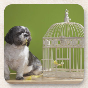 Porta-copo Cão perto de uma gaiola de pássaro
