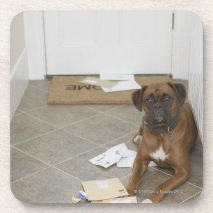 Porta-copo Cão que encontra-se pelo doormat e pelo correio