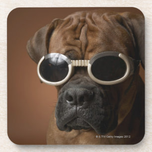 Porta-copo Cão que veste óculos de sol