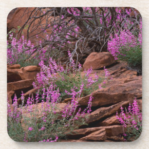 Porta-copo Capitol Reef National Park, Utah, EUA