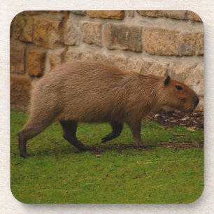 Porta-copo capivara