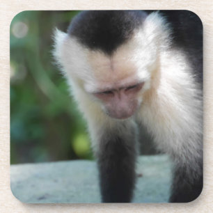Porta-copo Capuchin Monkey.JPG