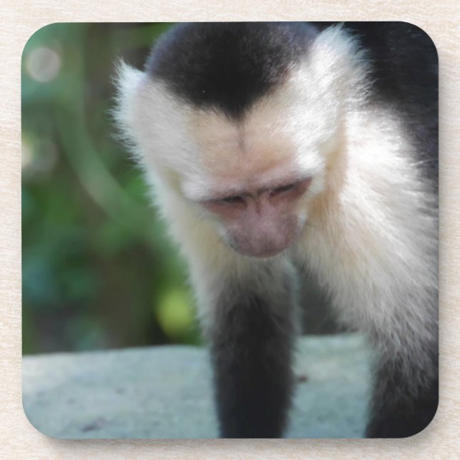 Porta-copo Capuchin Monkey.JPG (Frente)
