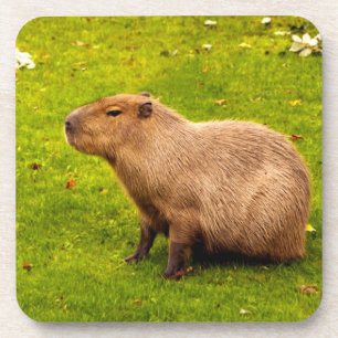 Porta-copo Capybara
