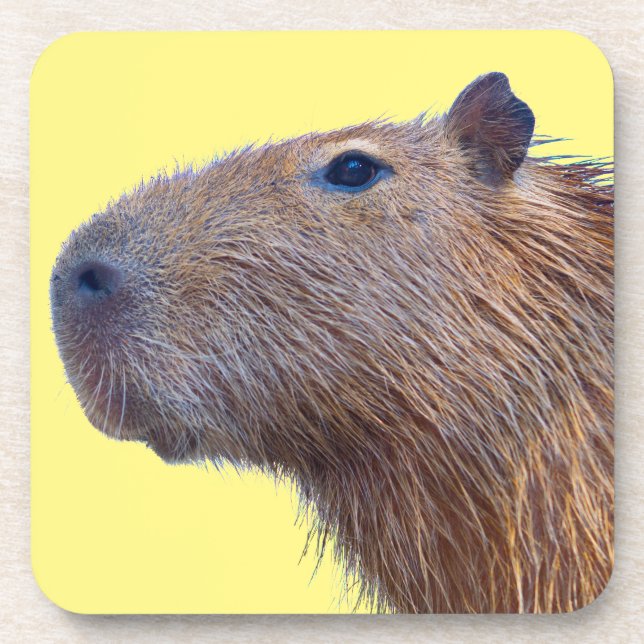 Porta-copo Capybara (Frente)