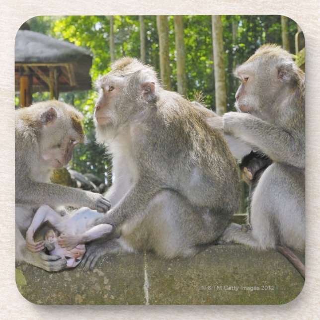 Porta-copo Caranguejo-comendo o Macaque, fasciularis do (Frente)