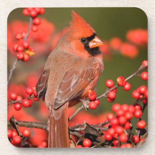 Porta-copo Cardinal-do-norte em Winterberry Comum