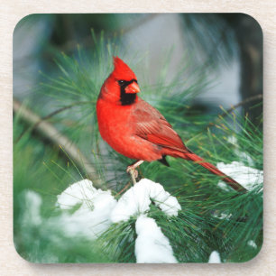 Porta-copo Cardinal-do-norte macho na árvore, IL