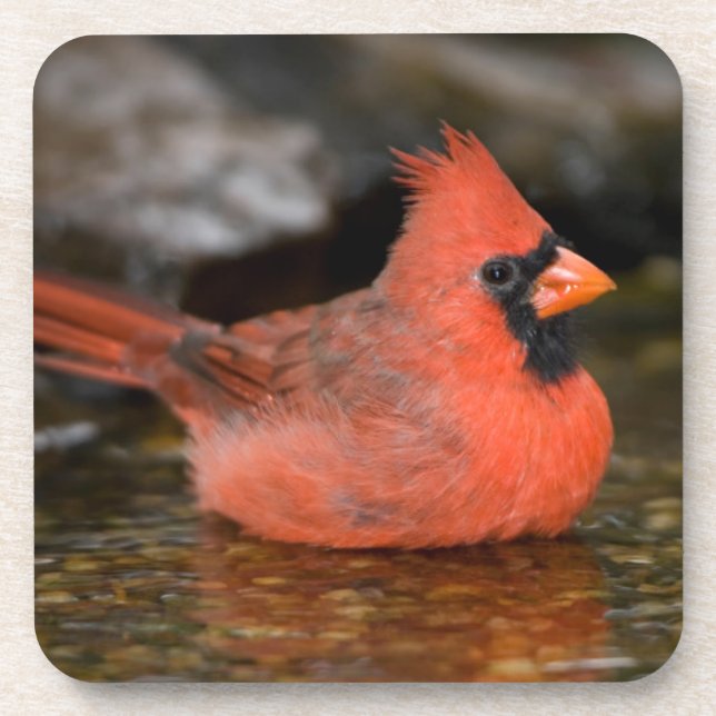 Porta-copo Cardinal-vermelho macho se banhando (Frente)