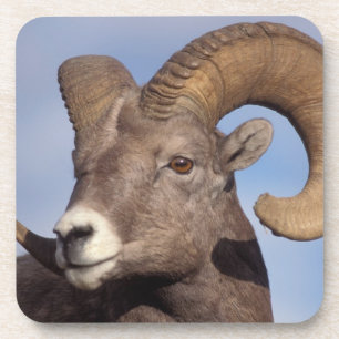Porta-copo carneiro bighorn, carneiro das montanhas, Ovis can