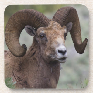 Porta-copo Carneiro de Ovelha Bighorn das Montanhas Rochosas