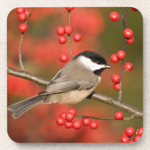 Porta-copo Carolina Chickadee no arbusto Common Winterberry
