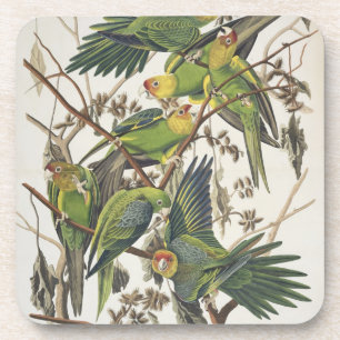 Porta-copo Carolina Parakeet, de 'Birds of America', 1829