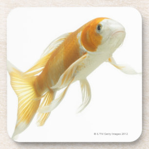 Porta-copo Carpa (Cyprinus carpio)