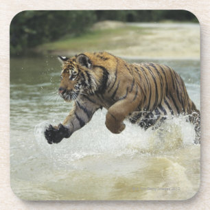 Porta-copo Carregamento do tigre de Bengal (Panthera tigris