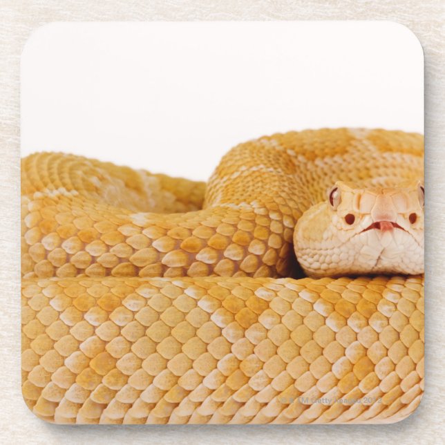 Porta-copo Cascavel de Diamondbacks ocidental do albino (Frente)