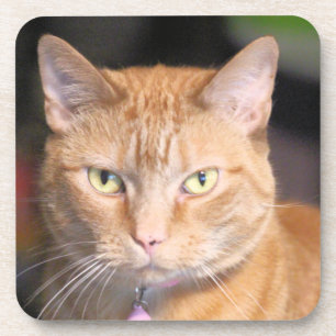 Porta-copo Cat