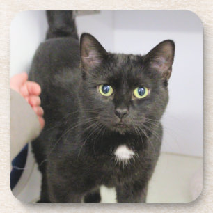 Porta-copo Cat Mouse Pad