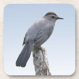 Porta-copo Catbird