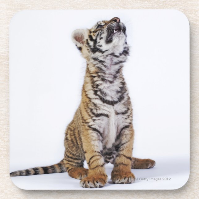 Porta-copo Cativo, África do Sul (Frente)