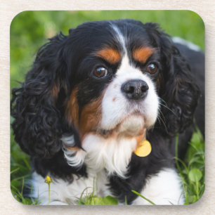 Porta-copo Cavaleiro Tricolor Rei Charles Spaniel