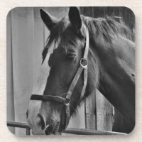 Cavalo Branco Negro - Fotografia Animal