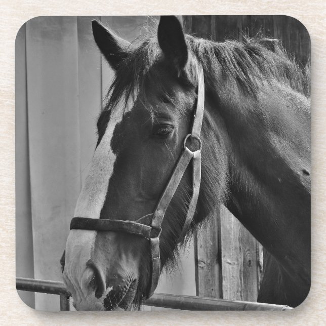 Porta-copo Cavalo Branco Negro - Fotografia Animal (Frente)