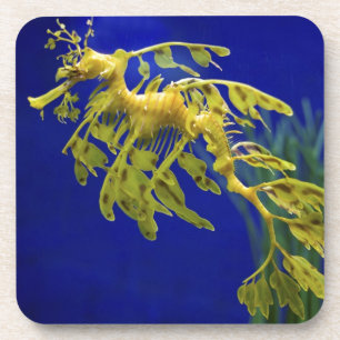 Porta-copo Cavalo de mar