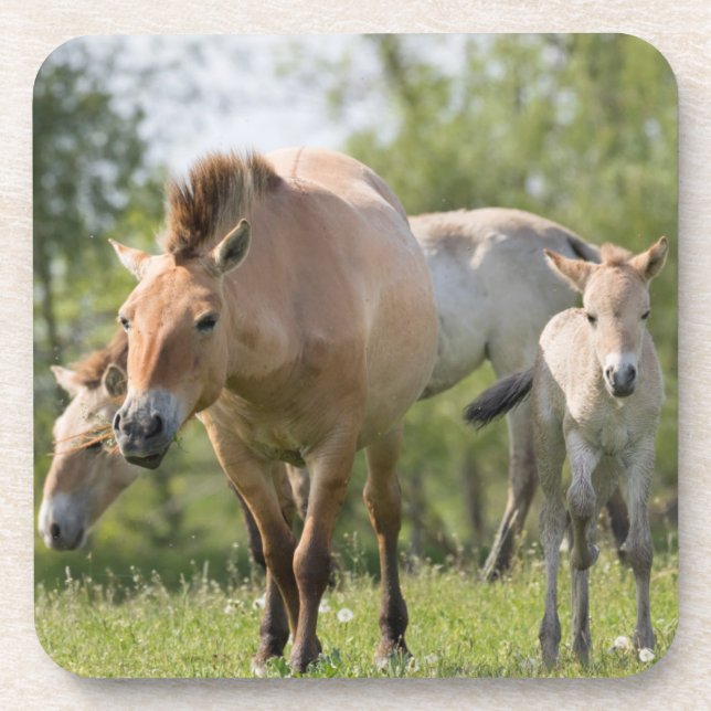 Porta-copo Cavalo de Przewalski e potro andando (Frente)