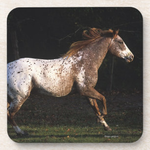 Porta-copo Cavalo do Appaloosa que funciona 4