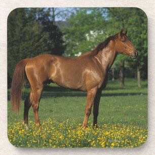 Porta-copo Cavalo do puro-sangue nas flores