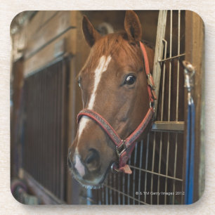 Porta-copo Cavalo na tenda