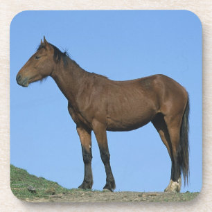 Porta-copo Cavalo selvagem do mustang