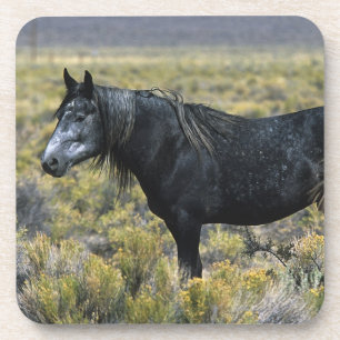 Porta-copo Cavalo selvagem do mustang no deserto