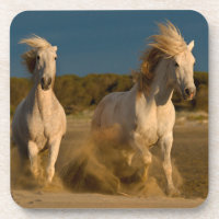 Cavalos brancos que funcionam na praia | Camargue,