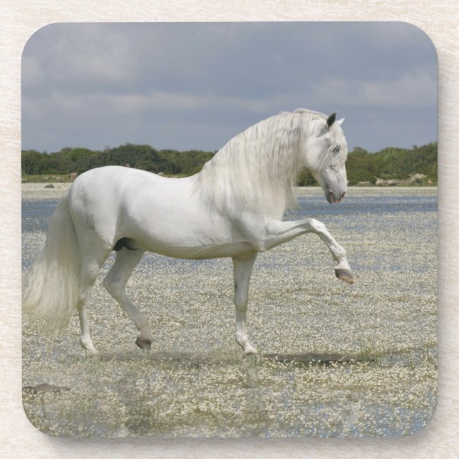 Porta-copo Cavalos da fantasia: Senhor do lago (Frente)