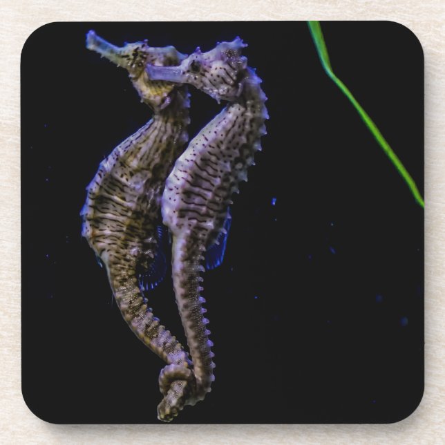 Porta-copo Cavalos de mar (cavalos marinhos) (Frente)