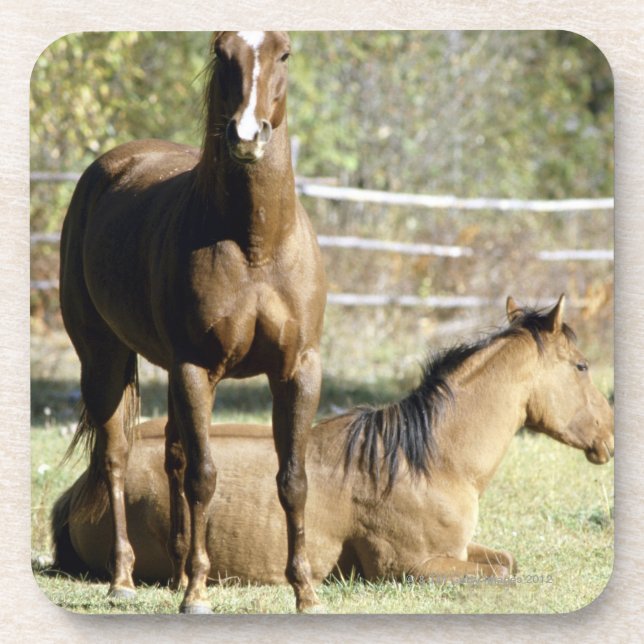 Porta-copo Cavalos no pasto (Frente)