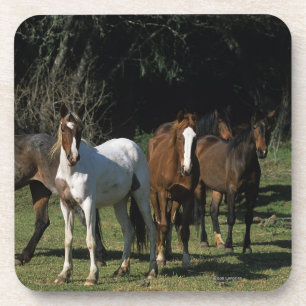 Porta-copo Cavalos selvagens 1 do mustang
