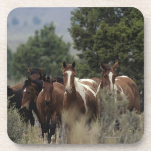 Porta-copo Cavalos selvagens 2 do mustang