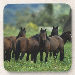 Porta-copo Cavalos selvagens 3 do mustang
