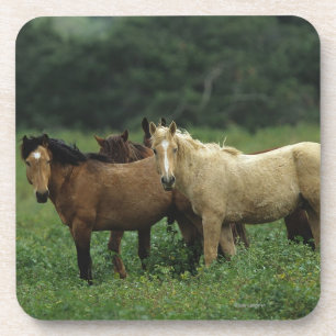 Porta-copo Cavalos selvagens 4 do mustang