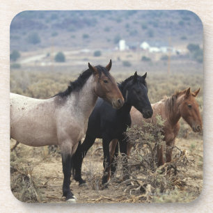 Porta-copo Cavalos selvagens 5 do mustang