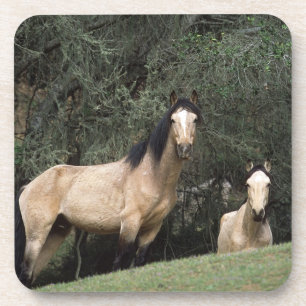 Porta-copo Cavalos selvagens 6 do mustang