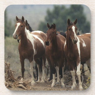 Porta-copo Cavalos selvagens 7 do mustang