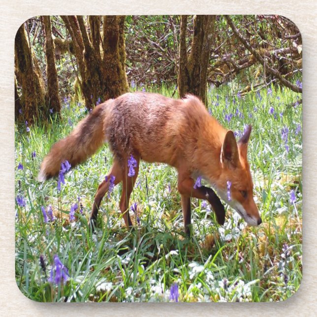 Porta-copo Cena Pacífica de Raposa Vermelha em Bosque com Jac (Frente)