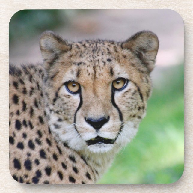 Porta-copo Cheetah 009 (Frente)