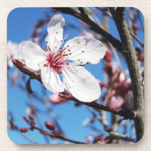 Porta-copo Cherry Blossom 2